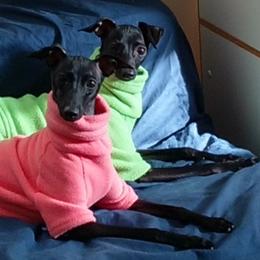 Italian Greyhound Puppies from Cave Canem Rex Italian Greyhounds