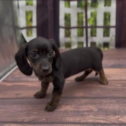 Black and Tan Smooth Female (Brindle Points) - Black and tan female Dachshund puppy in Killeen, Texas from Southern Dachshunds