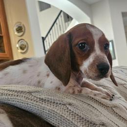 Prince Albert - Piebald male Dachshund puppy in Phoenix, Arizona from Arizona Desert Gold Dachshunds