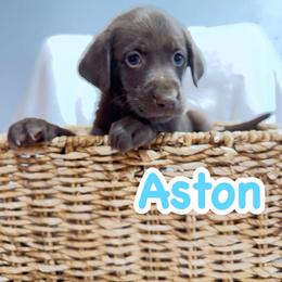 Aston - Chocolate female Labrador Retriever puppy in Lucasville, Ohio from Backwoods Labradors