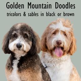 Golden Mountain Doodle puppies from Sonoran Standard Doodles
