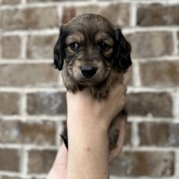 Jack - Cream male Dachshund puppy in Enterprise, Alabama from Kismet Doxies