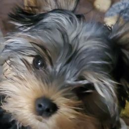 Yorkshire Terriers from Dana's Yorkies