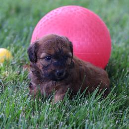 Paris - Wheaten male Whoodle puppy in West Bend, Iowa from Blue Skies Terriers