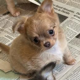 Lila - Red and white female Chihuahua puppy in Brooklyn, Connecticut from Ladybug Chihuahuas