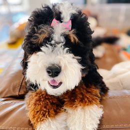 Bernedoodles from Jordan Family Doodles