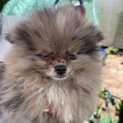 Pinot - Blue merle male Pomeranian puppy in Avon Park, Florida from Mariska's Pomeranians