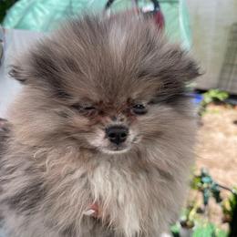 Pinot - Blue merle male Pomeranian puppy in Avon Park, Florida from Mariska's Pomeranians