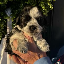 Light pink girl - Parti female Miniature Schnauzer puppy in Oneonta, Alabama from Murphree Valley Kennels