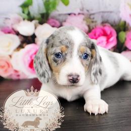AKC Sailor - Dapple male Dachshund puppy in Christiansburg, Virginia from Little Legs Luxury Dachshunds LLC