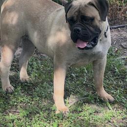 Ra - Bullmastiff