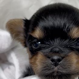 Yorkshire Terriers from Yorkiepupsntcups