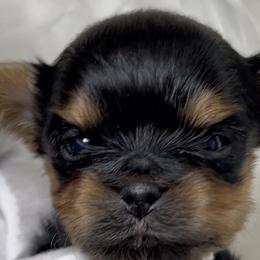 Yorkshire Terriers from Yorkiepupsntcups