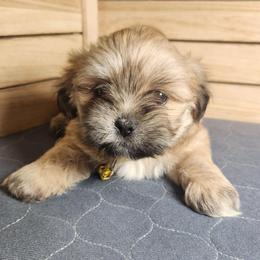Peaches - Golden female Lhasa Apso puppy in Jefferson, New York from Absolute Lhasa Love