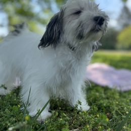 Havanese Puppies from Home with Havanese