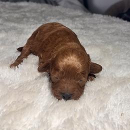 Burger King - Red male Cavapoo puppy in Kirksville, Missouri from Show Me Poodles Doodles and Cavaliers