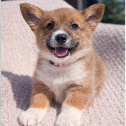 Girl 4 Miss Light Pink - White and red female Pembroke Welsh Corgi puppy in Milton, Florida from Milton Corgis