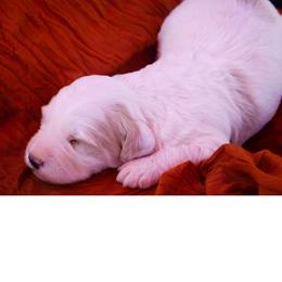 Moses - White male Bernedoodle puppy in Hays, Kansas from Pine Street doodles