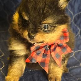 Girl bt - Black and tan parti female Pomeranian puppy in Bloomingdale, New Jersey from Bella Luna Pomeranians