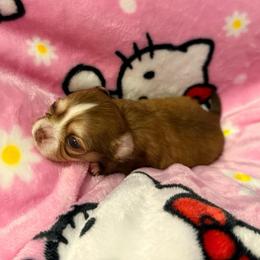 Ella - Sable spotted white female Chihuahua puppy in Doyle, California from Dreamy Divine Chihuahuas