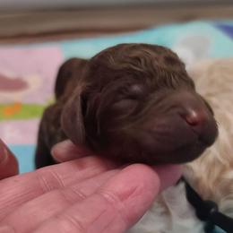 Green collar - Brown male Poodle puppy in Colorado Springs, Colorado from Silly's Standard Poodles