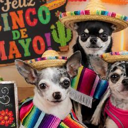 Chihuahuas from Foxy's Legacy Chihuahuas