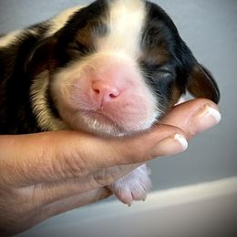 Cavalier King Charles Spaniel Puppies from SoCalCavaliers