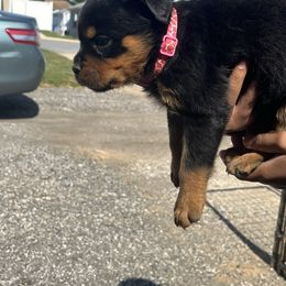 French Bulldog and Rottweiler Puppies from MBArotties_frenchies