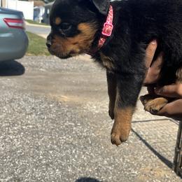 French Bulldog and Rottweiler Puppies from MBArotties_frenchies