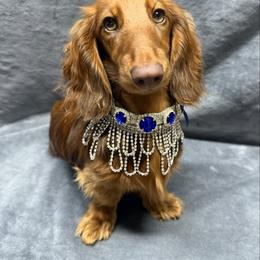 Freya - Dachshund