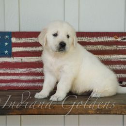 Mr Lime - Light golden male Golden Retriever puppy in Bedford, Indiana from Indiana Goldens