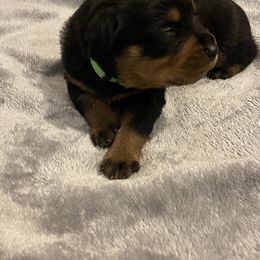 Rottweiler Puppies from Vom Allegiance Haus