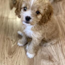 Australian Labradoodle, Cavapoo, Goldendoodle, and Poodle Puppies from Leila Pearson