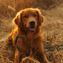 Everest - Golden Retriever