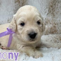 Harmony - Cream female Australian Labradoodle puppy in Upland, California from Kings Labradoodles