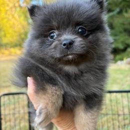 Selkie - Blue and tan female Pomeranian puppy in Port Angeles, Washington from Pacific Northwest Pomeranians