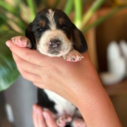 Boy 2 - Black brown and white male Basset Hound puppy in Lindley, New York from Hill Top Basset Hounds & Cane Corso