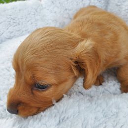 Dachshund Puppies from Chelisa Crabtree