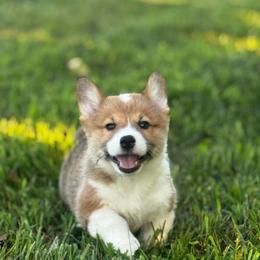 Torpedo - Sable male Pembroke Welsh Corgi puppy in Nortonville, Kansas from Low Riders Corgis & Mini Aussies