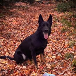 Xola - German Shepherd