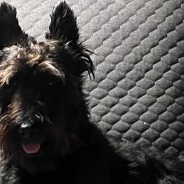 Icey - Scottish Terrier
