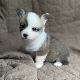 American Corgi and Pembroke Welsh Corgi Puppies from Foxy Knoll Farm