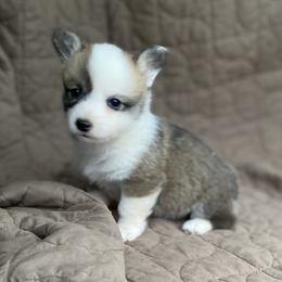 American Corgi and Pembroke Welsh Corgi Puppies from Foxy Knoll Farm