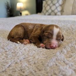 Lassie - Red male Cavapoo puppy in Floyd, Virginia from Hearts and Paws Poodles and Doodles