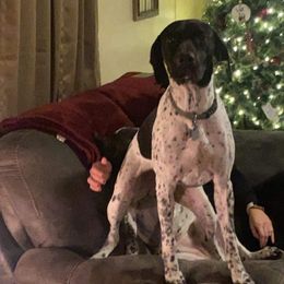 German Shorthaired Pointer All Grown Up from Briar Creek Kennels