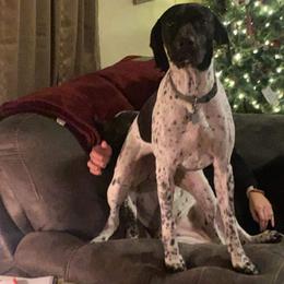 German Shorthaired Pointer All Grown Up from Briar Creek Kennels