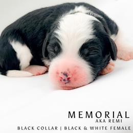 Memorial aka Remi - female Australian Mountain Doodle puppy in Tipton, Indiana from Country Creek Doodles