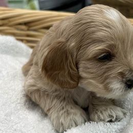 Cockapoos and Poodles from Dog E Stylz Breeding