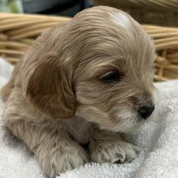 Cockapoos and Poodles from Dog E Stylz Breeding