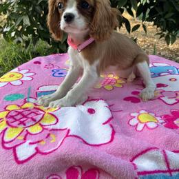 Cavalier King Charles Spaniel Puppies from Purple Moon Cavaliers